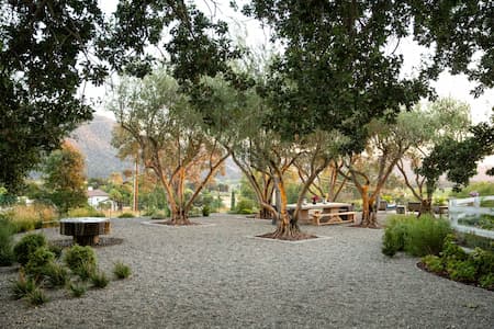 Where History Takes Root: 70-Year-Old Olive Trees Shape Outdoor Living in Arroyo Grande, CA