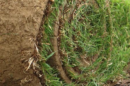 Sod Installation